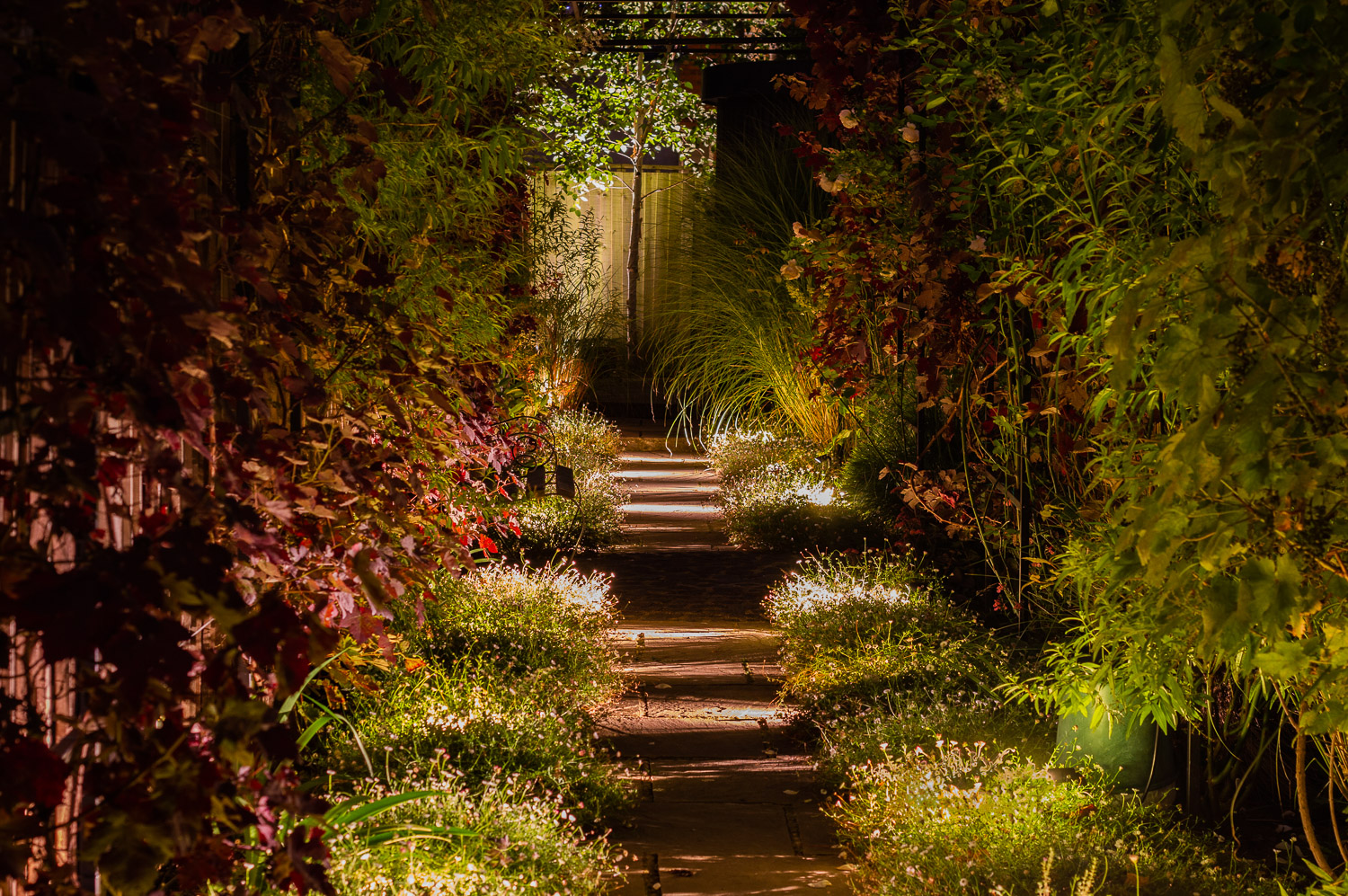 Garden at night